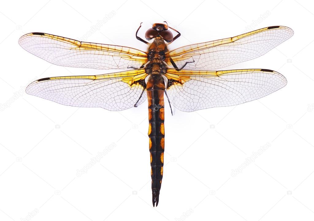 Dragonfly isolated on white