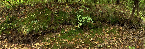 Waldmoos und trockene Blätter — Stockfoto