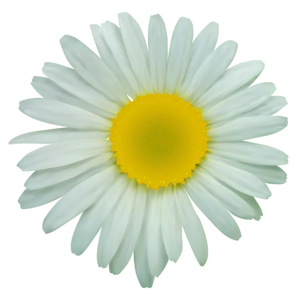 Beyaz papatya papatya çiçeği — Stok Vektör