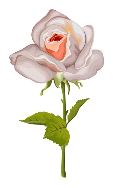 Mooie rose geïsoleerd op wit. Perfect voor achtergrond wenskaarten en uitnodigingen van de bruiloft, verjaardag, Valentijnsdag, Mother's Day. — Stockvector