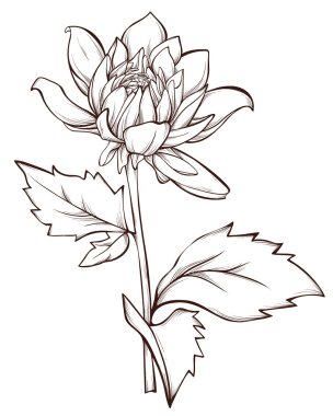 Beyaz arka plan üzerinde izole vektör çiçek. Çizilmiş dahlia çiçeği.