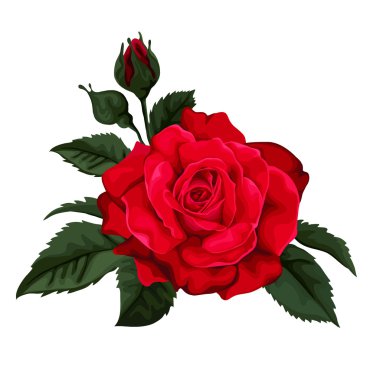 Güzel gül beyaz izole. Mükemmel arka plan tebrik kartları ve davetiyeler düğün, doğum günü, Sevgililer günü, anneler günü.