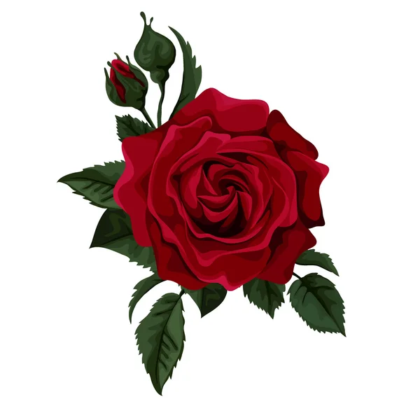 Rose rouge isolée sur blanc. Parfait pour les cartes de voeux de fond et les invitations du mariage, anniversaire, Saint Valentin, fête des mères . — Image vectorielle