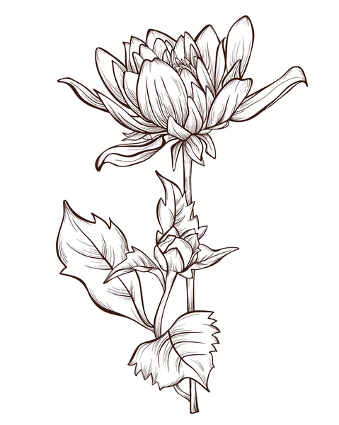 Vector bloem geïsoleerd op een witte achtergrond. Handgetekende dahlia bloem. — Stockvector