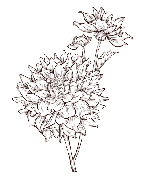 Vector bloem geïsoleerd op een witte achtergrond. Handgetekende dahlia bloem. — Stockvector