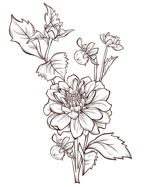Fleur vectorielle isolée sur fond blanc. Fleurs de dahlia dessinées à la main . — Image vectorielle