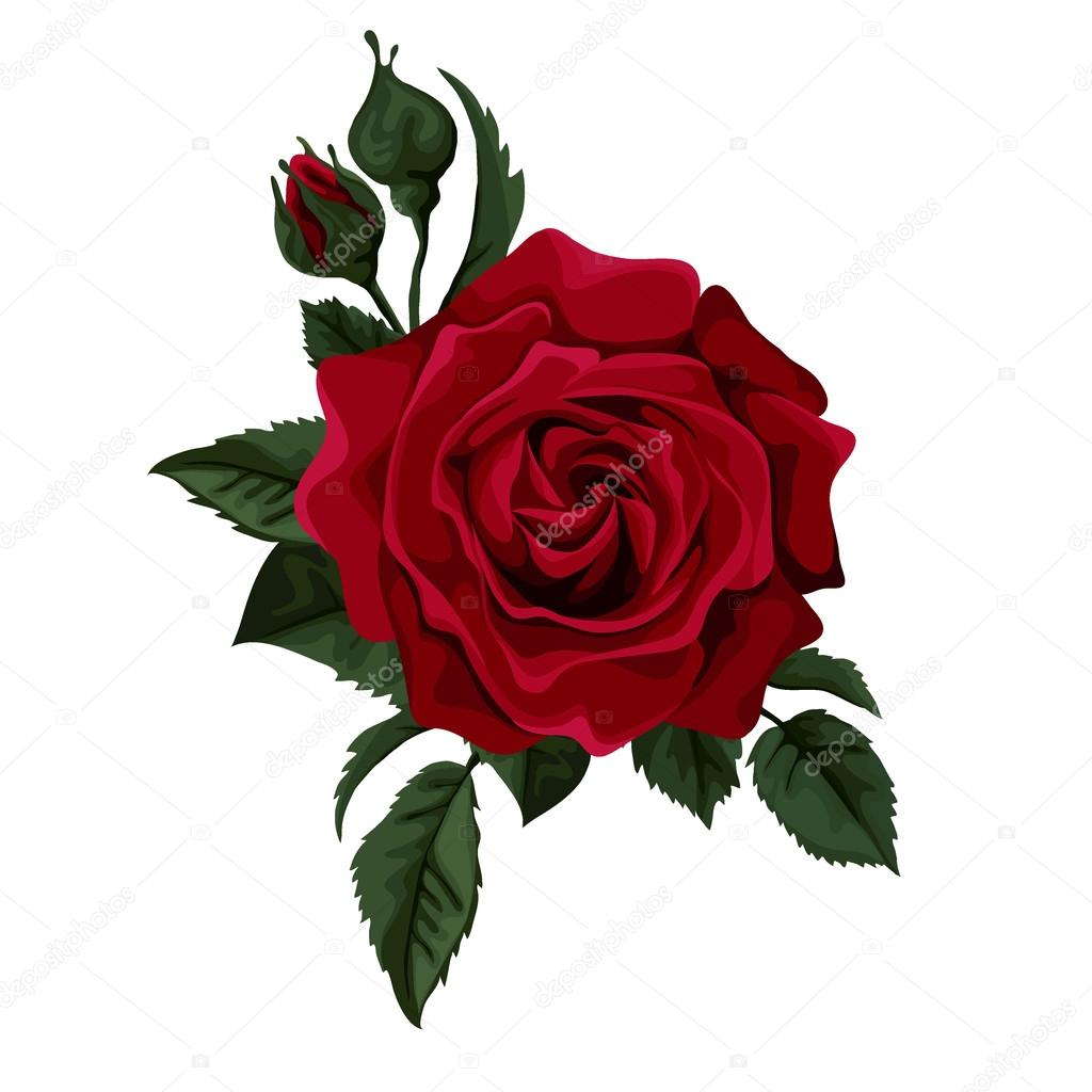 Red rose isolated on white. Perfect for background greeting cards and invitations of the wedding, birthday, Valentine's Day, Mother's Day.