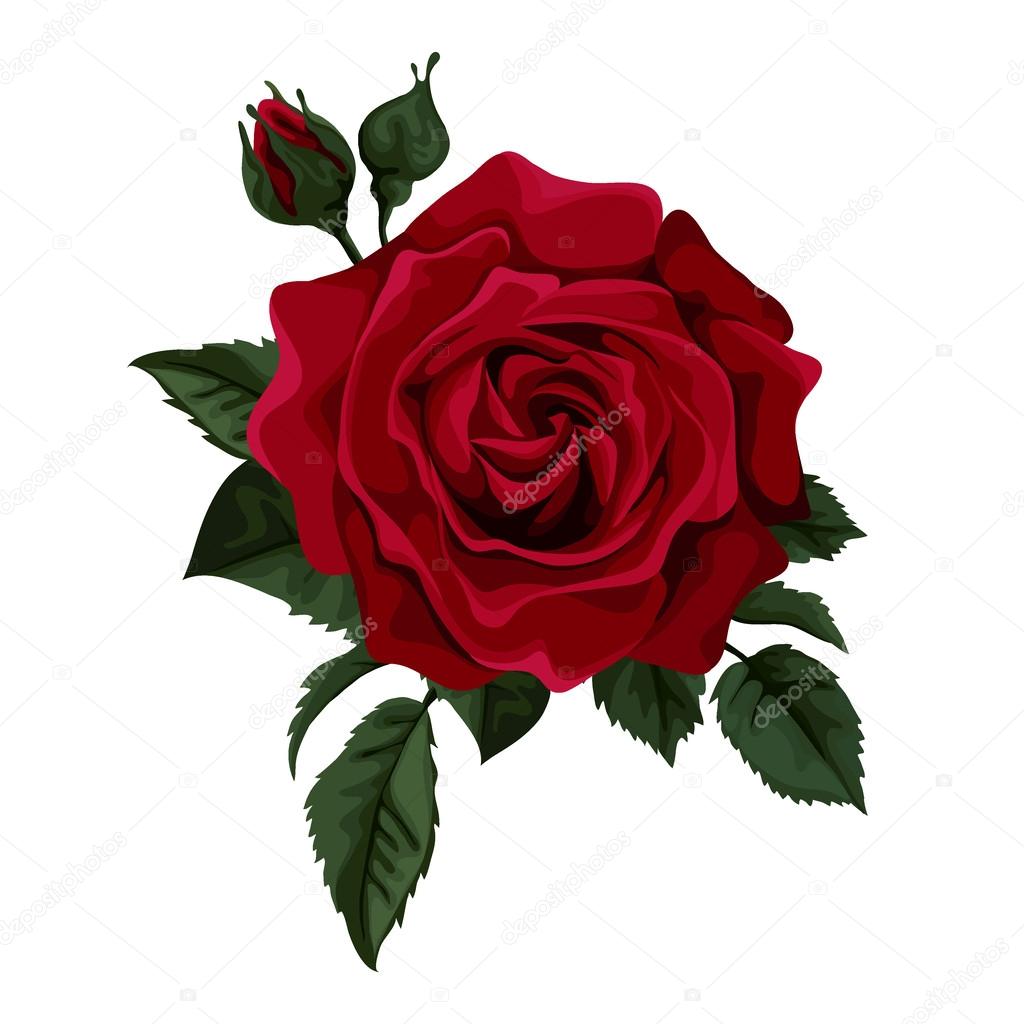 Red rose isolated on white. Perfect for background greeting cards and invitations of the wedding, birthday, Valentine's Day, Mother's Day.