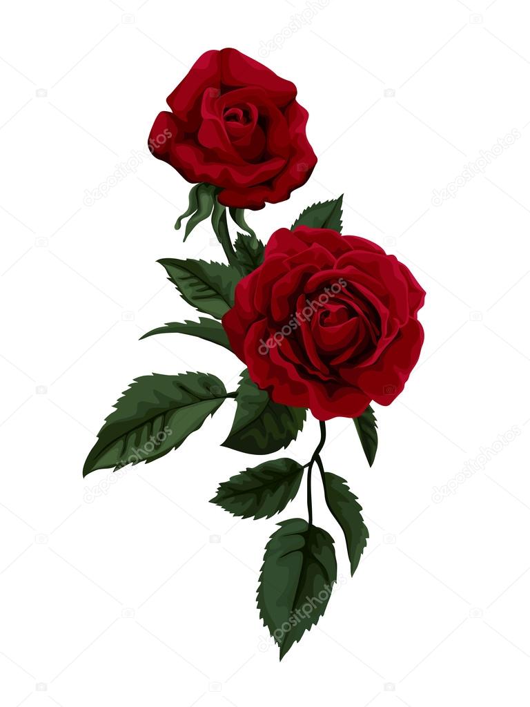 Red rose isolated on white. Perfect for background greeting cards and invitations of the wedding, birthday, Valentine's Day, Mother's Day.