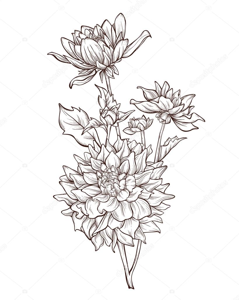 Vector flower isolated on white background. Hand-drawn dahlia flower.