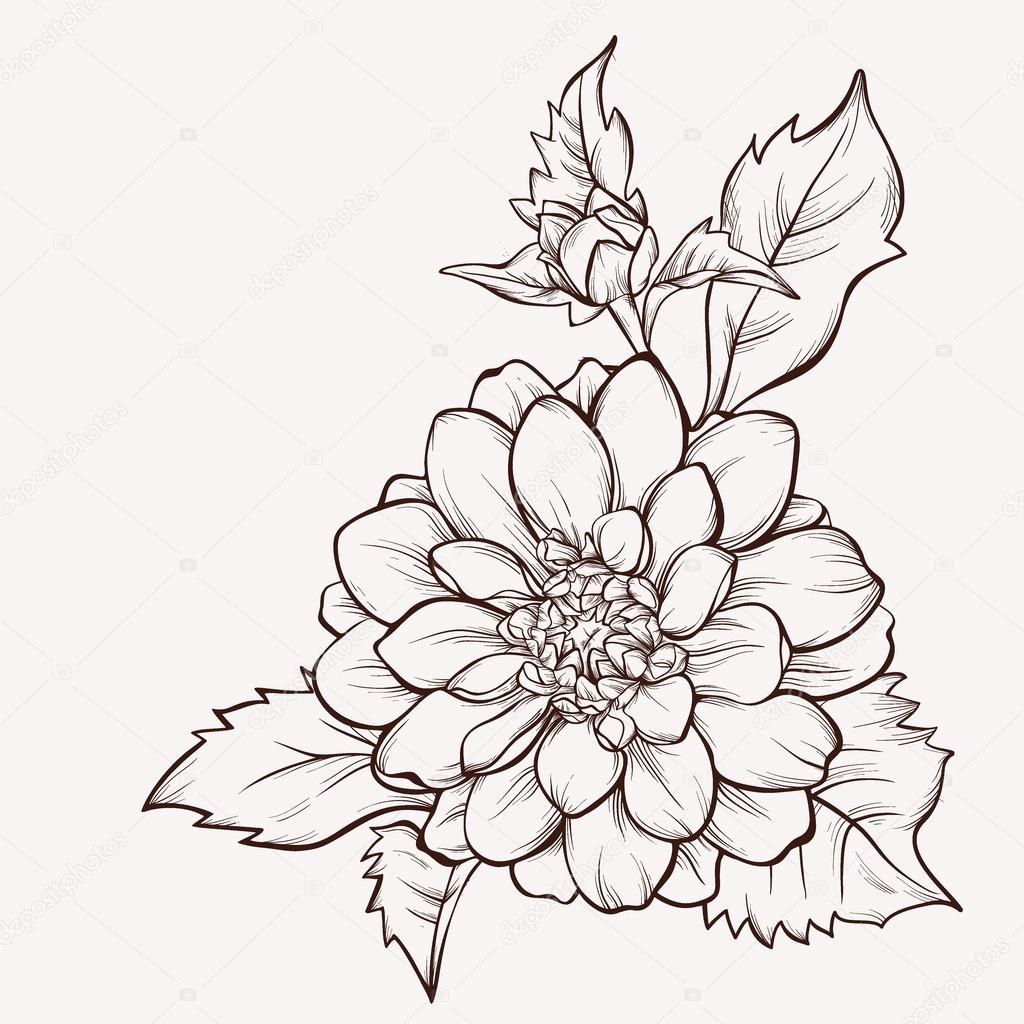Vector flower isolated on white background. Hand-drawn dahlia flower.