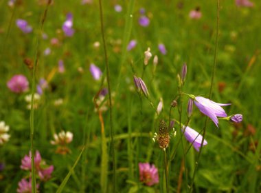 Yaz aylarında çiçek çayır
