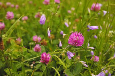 Bahar çiçek çayır üzerinde renkli