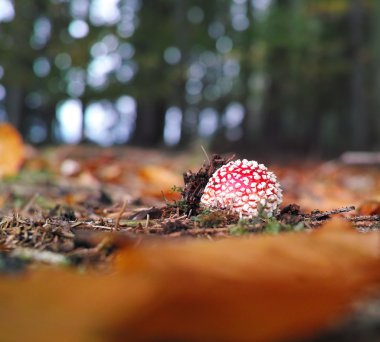 Sonbahar sezonu kırmızı mantar
