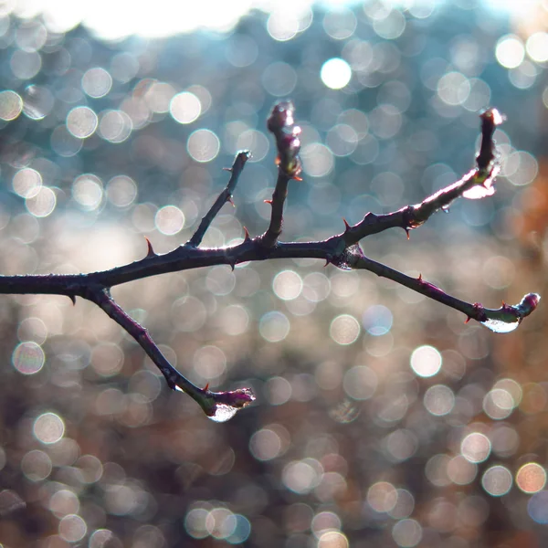 Closeup drops in spring — Stock Photo, Image