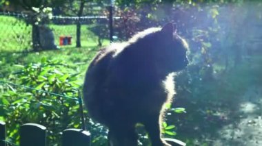 Bahçedeki ahşap çitte güzel bir kedi