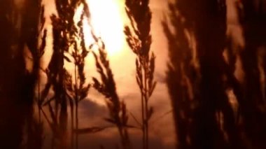 Turuncu günbatımı sanat soyut video arkaplanı