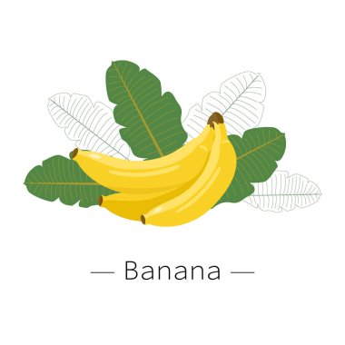 Beyaz arka planda yeşil yapraklı muz. Sarı muz. Bir muzun vektör illüstrasyonu.