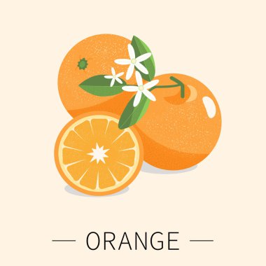 Vektör çizimi. Yapraklı ve çiçekli portakallar. Orangutan