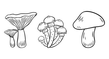 Set of mushrooms in doodle style. Autumn set of vector design elements drawn by hand. Autumn, Thanksgiving, fall season