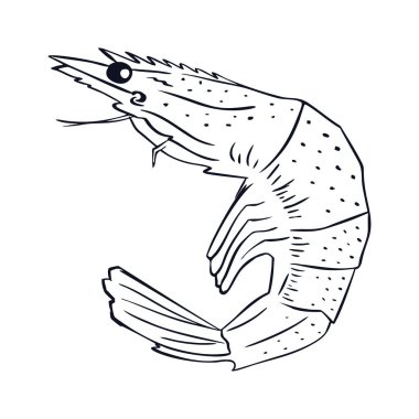 El yapımı karides. Beyaz arka planda izole edilmiş karidesin ayrıntılı doğrusal çizimi. Deniz ürünleri restoran menüleri, boyama sayfaları ya da biyoloji tasarımları için mükemmel.