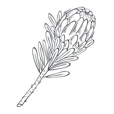 Karalama tarzında kraliyet protea çiçeği tasviri. Minimalist egzotik çiçek elementi beyaz arka planda izole edilmiş. Tebrik kartları ve tasarım için tropik Güney Afrika botanik vektörü.