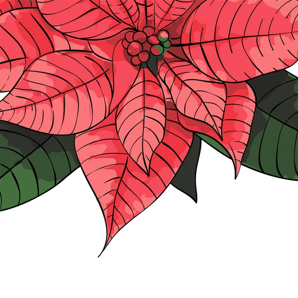 Fondo de flor de Poinsettia para tarjeta de invitación — Vector de stock