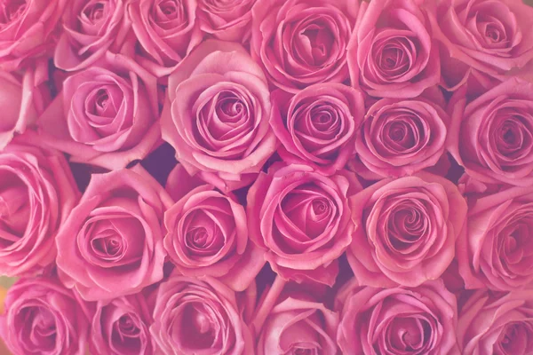 Fondo rosas rosadas — Foto de Stock