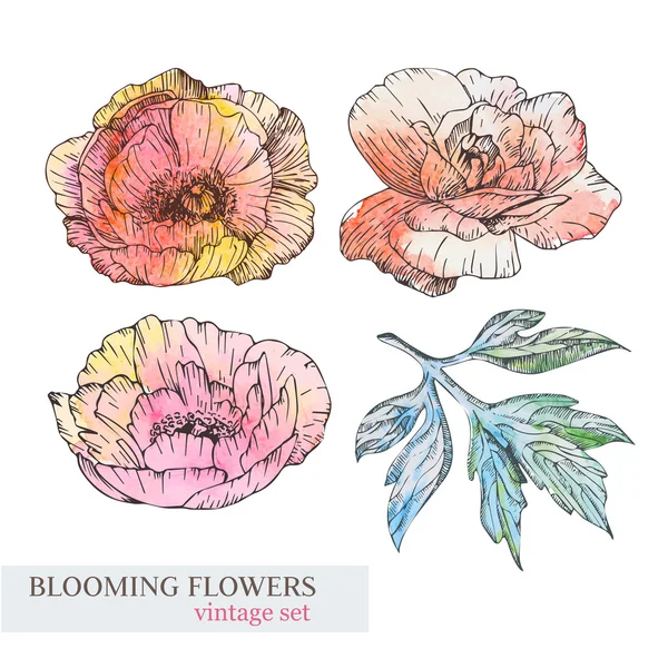 Flores aquarela com folhas — Vetor de Stock