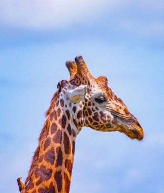 Kuşlu zürafanın kafası. Kenya 'daki Tsavo Doğu Ulusal Parkı' nda çekilmiş vahşi bir fotoğraf. Bu yakın plan bir fotoğraf. Mavi gökyüzü arka planda.
