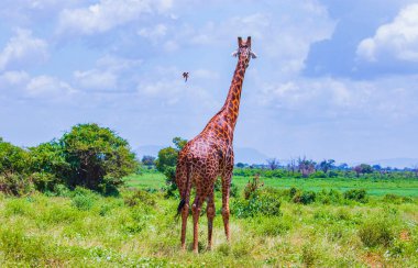 Kenya 'daki Tsavo Doğu Ulusal Parkı' nda uzun çimlerde duran zürafa. Kuş zürafa üzerinde uçar. Vahşi bir hayat fotoğrafı..