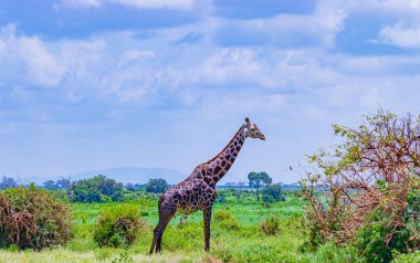 Kenya, Tsavo Doğu Ulusal Parkı 'ndaki ağaçların arasında Kara Zürafa duruyor. Vahşi bir hayat fotoğrafı..