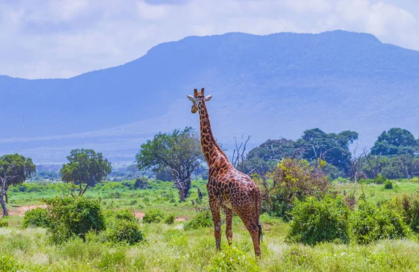 Kenya 'daki Tsavo Doğu Ulusal Parkı' nda uzun çimlerde duran zürafa. Arka planda Kilimanjaro var. Vahşi bir hayat fotoğrafı..