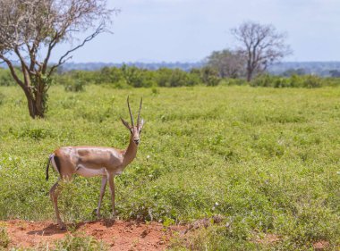 Kenya, Tsavo East 'te boynuzlu antiloplar otların üzerinde duruyor ve çiğniyor. Afrika 'dan bir vahşi yaşam fotoğrafı..