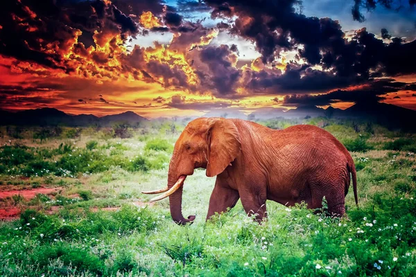 Afrika 'daki kızıl Afrika filinin yakın plan fotoğrafı. Kenya 'daki Tsavo Doğu Ulusal Parkı' nın vahşi yaşam fotoğrafı. Arka planda dağlar, Kilimanjaro Dağı ve günbatımı var..