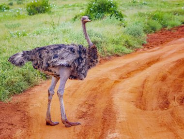 Kenya 'nın doğusunda bir safarinin ortasında toprak bir yolda duran devekuşunun yakın plan fotoğrafı. Afrika 'dan bir vahşi yaşam fotoğrafı. Güzel bir gün..