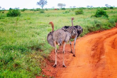 Bir grup devekuşu Tsavo East Kenya 'da safarinin ortasında toprak bir yolda duruyor. Afrika 'dan bir vahşi yaşam fotoğrafı. Güzel bir gün..