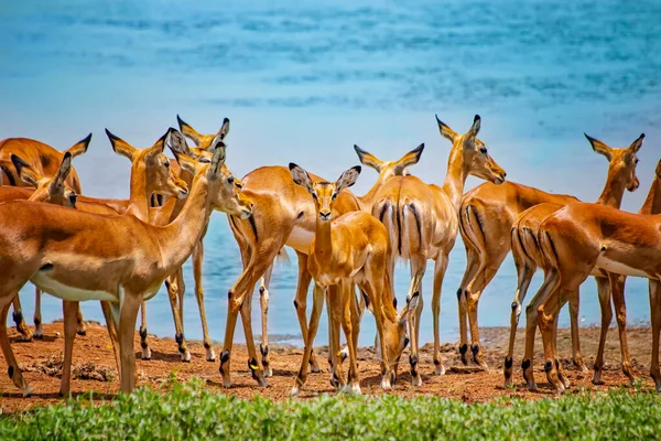 Vadon Élő Afrikai Szafari Antilopok Csoportja Együtt Tsavo East Legelőin — Stock Fotó