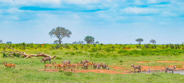 Zebras and antelopes near a watering hole on a safari in Africa. It's in Tsavo East, Kenya. The sky is beautiful blue.