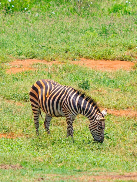 Зебры Греви Пасутся Травянистой Равнине Фото Дикой Природы Африке Кении — стоковое фото