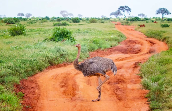 Close Foto Uma Avestruz Fica Uma Estrada Terra Meio Safari — Fotografia de Stock