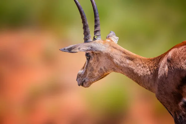 Közelkép Antilop Nagy Szarvú Áll Fűben Rágja Tsavo East Kenya — Stock Fotó