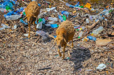 Kenya 'nın Wasini adasında denizin kenarında yüzen bir çöp yığını üzerinde iki koyun. Bu Afrika için tipik bir imaj..