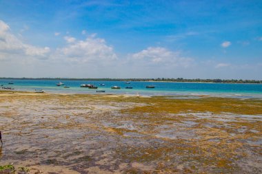 Kenya, Afrika 'daki Wasini adasında büyük bir gelgit. Deniz kıyıdan uzakta..