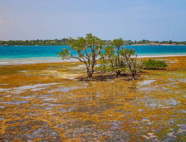 Kenya, Afrika 'daki Wasini adasında büyük bir gelgit. Deniz kıyıdan uzakta..
