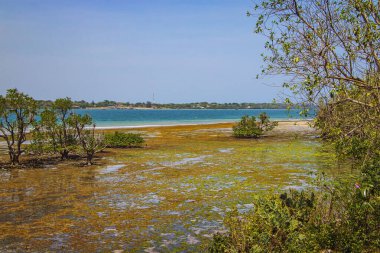Kenya, Afrika 'daki Wasini adasında büyük bir gelgit. Deniz kıyıdan uzakta..