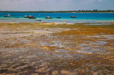 Kenya, Afrika 'daki Wasini adasında büyük bir gelgit. Deniz kıyıdan uzakta..