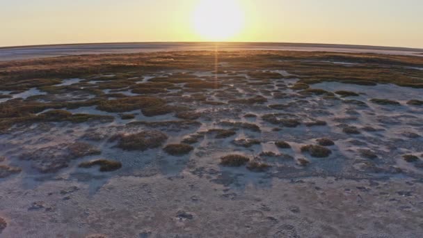 Піщаний болото з великими ділянками трави і кущів — стокове відео