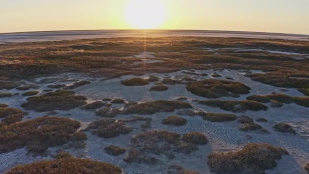 Sandträsk med stora gräs- och buskfläckar — Stockvideo