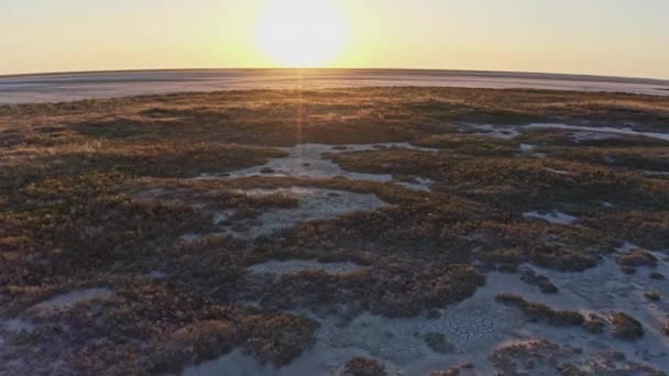 Sandiger Sumpf mit großen Gräsern und Büschen — Stockvideo